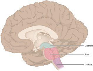beyin sapı bölümleri